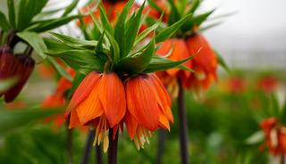 Yılda sadece 20 g&uuml;n yaşıyor!  Koparmanın cezası...