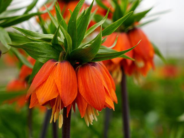 Yılda sadece 20 g&uuml;n yaşıyor!  Koparmanın cezası dudak u&ccedil;uklatıyor