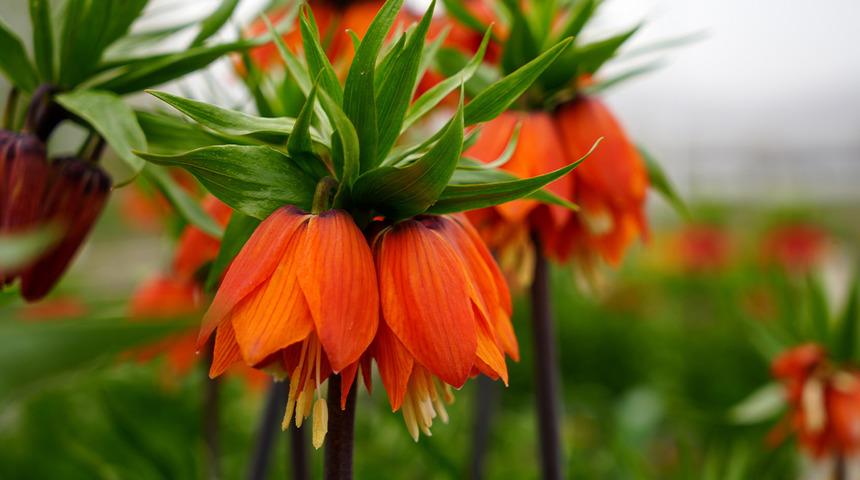 Yılda sadece 20 g&uuml;n yaşıyor!  Koparmanın cezası dudak u&ccedil;uklatıyor