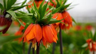 Yılda sadece 20 gün yaşıyor!  Koparmanın cezası dudak uçuklatıyor