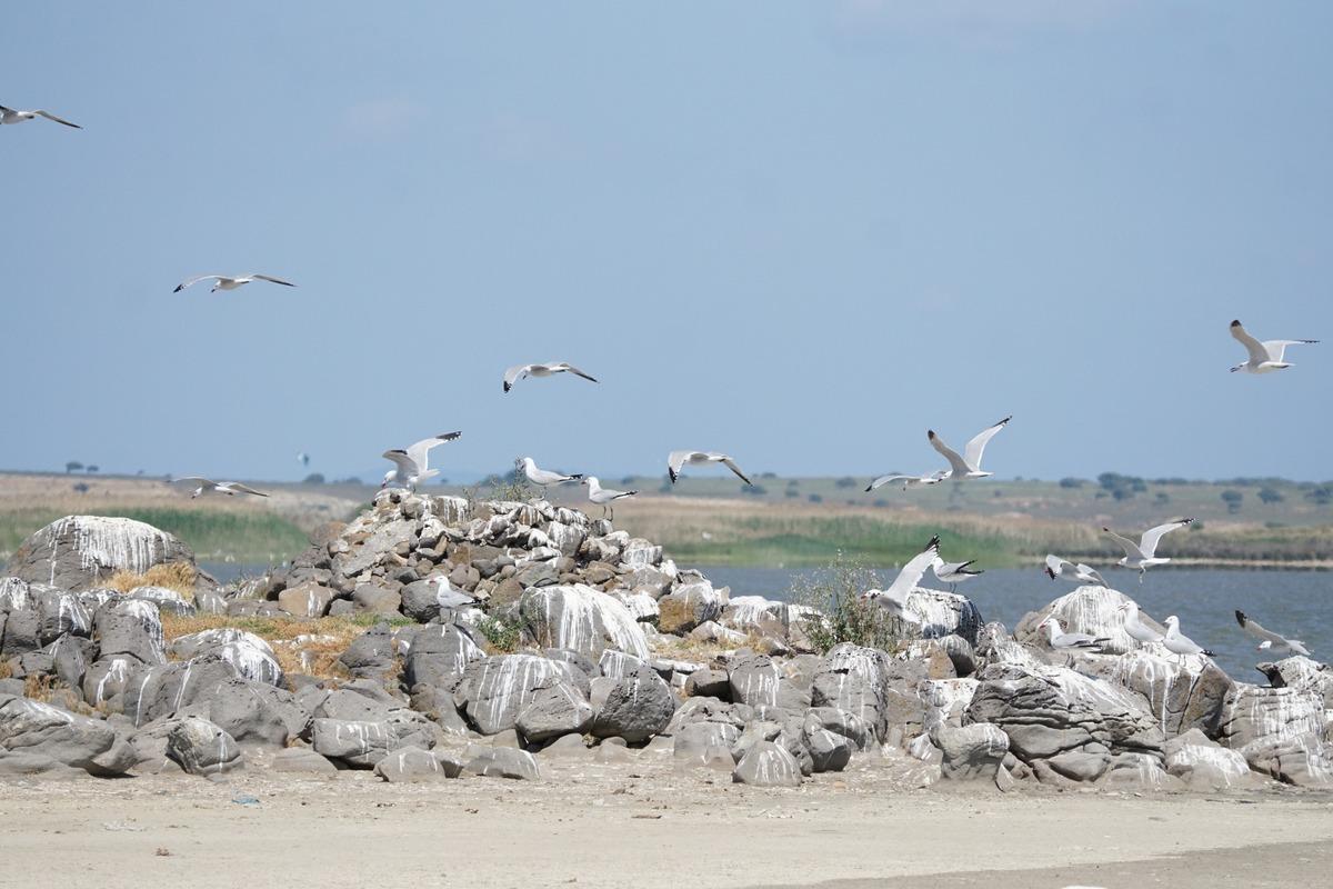 Türkiye nin en büyük adasında, en büyük koloni keşfedildi 1