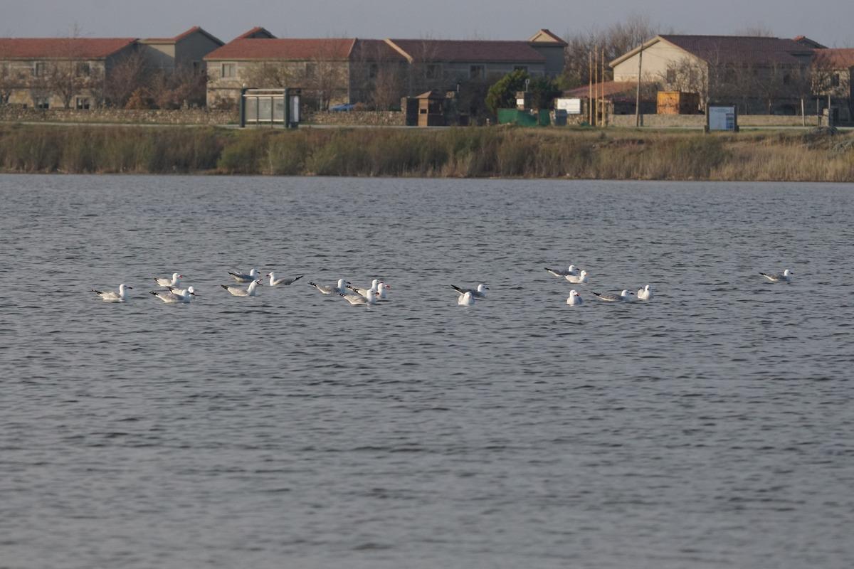 Türkiye nin en büyük adasında, en büyük koloni keşfedildi 2