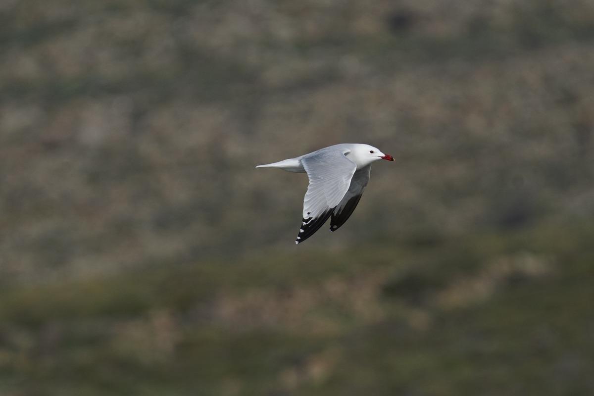 Türkiye nin en büyük adasında, en büyük koloni keşfedildi 3