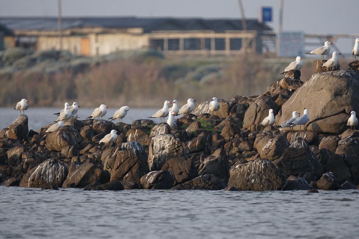 Türkiye nin en büyük adasında, en büyük koloni keşfedildi 4