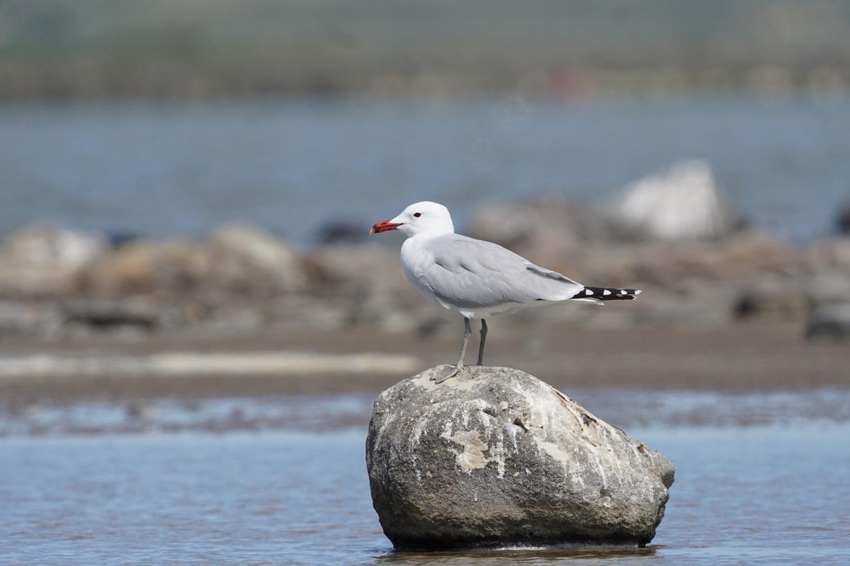 Türkiye nin en büyük adasında, en büyük koloni keşfedildi 5