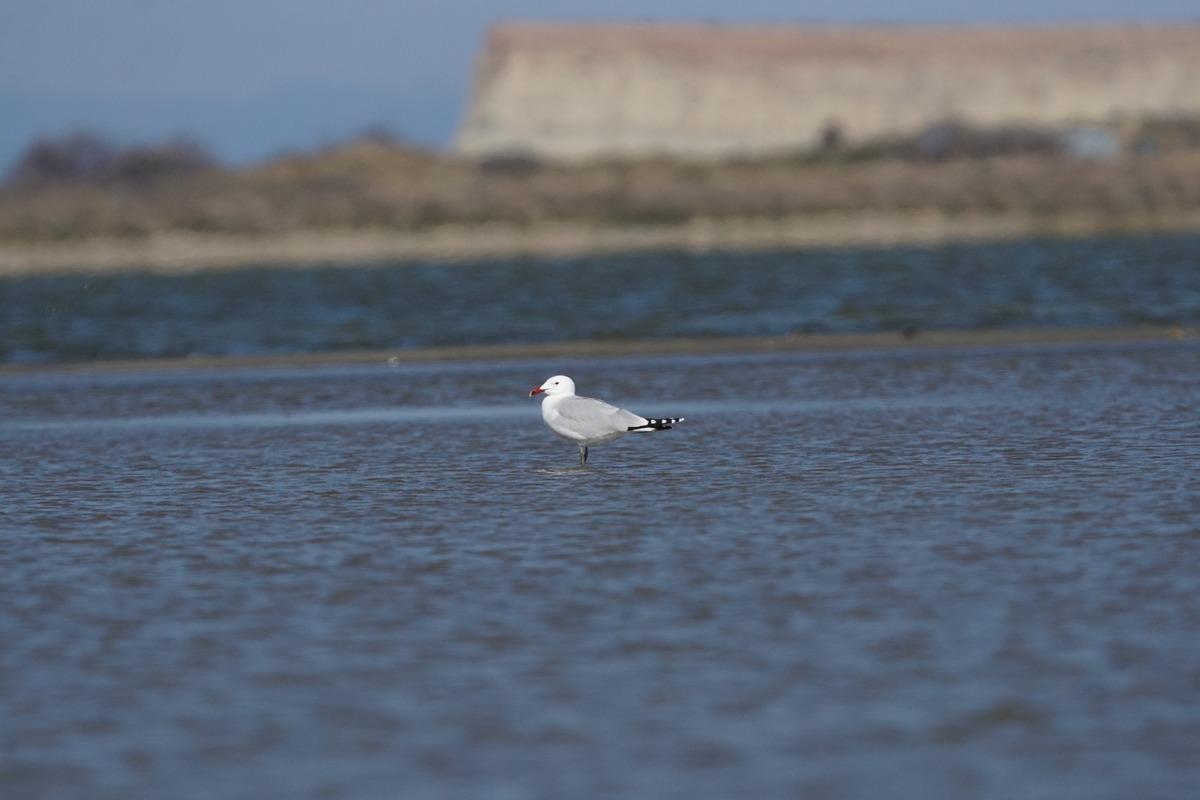 Türkiye nin en büyük adasında, en büyük koloni keşfedildi 6