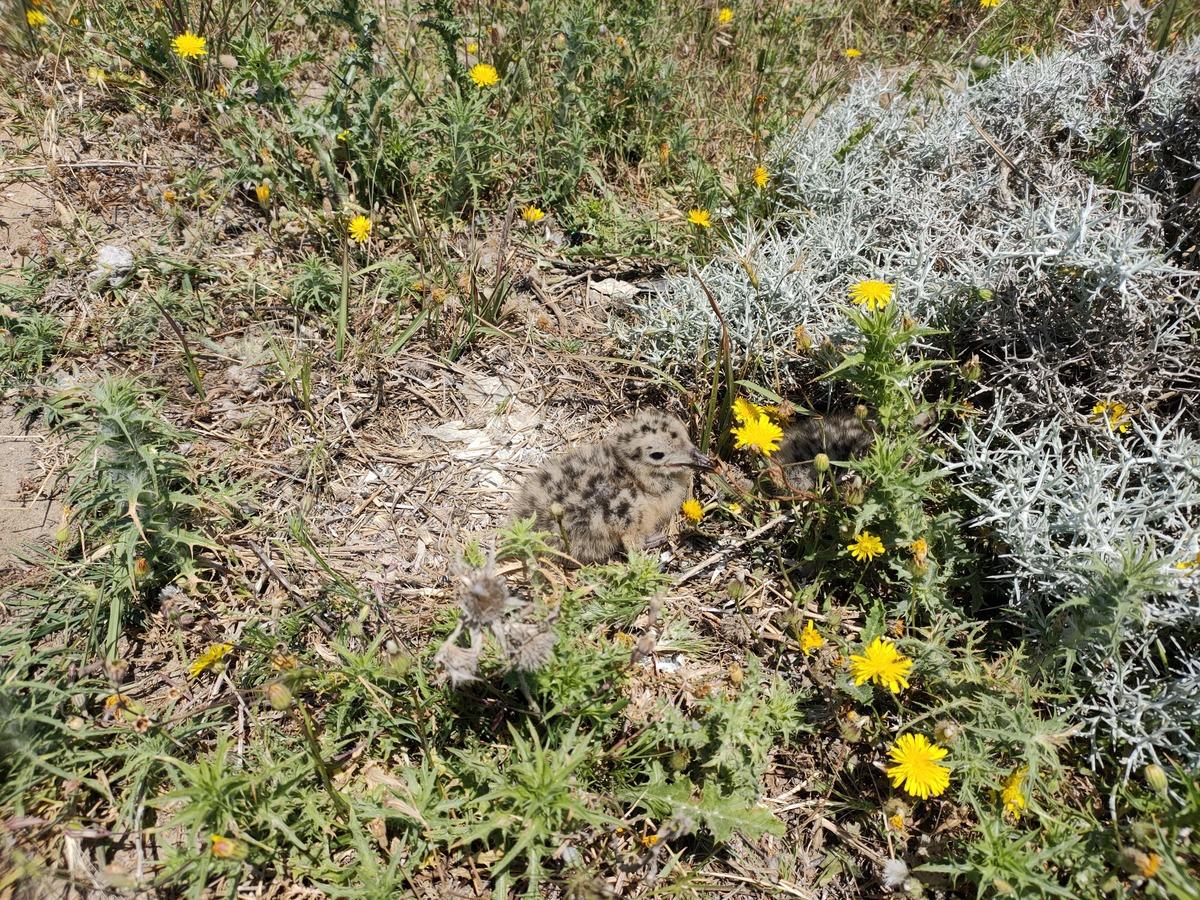 Türkiye nin en büyük adasında, en büyük koloni keşfedildi 7