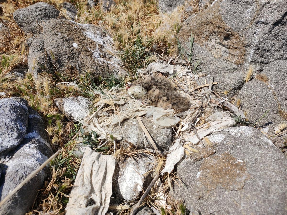 Türkiye nin en büyük adasında, en büyük koloni keşfedildi 8