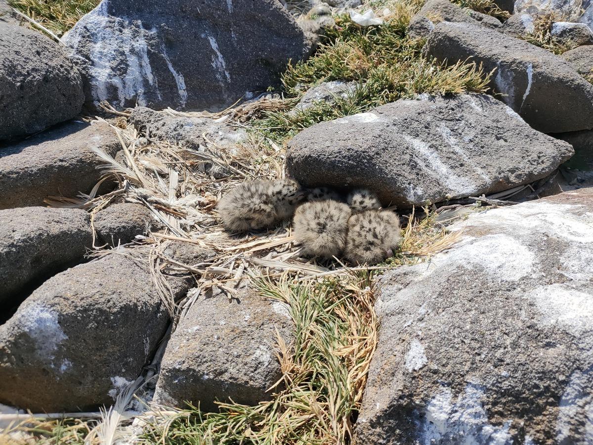 Türkiye nin en büyük adasında, en büyük koloni keşfedildi 9