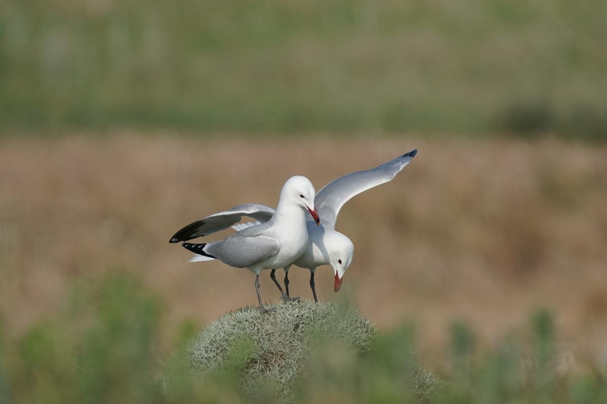 Türkiye nin en büyük adasında, en büyük koloni keşfedildi 10