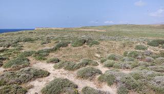 T&uuml;rkiye'nin en b&uuml;y&uuml;k adasında, en b&uuml;y&uuml;k koloni!