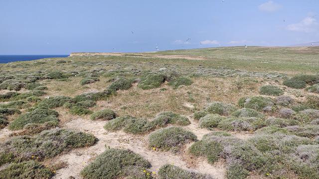 Türkiye'nin en büyük adasında, en büyük koloni keşfedildi