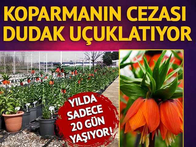 Yılda sadece 20 g&uuml;n yaşıyor!  Koparmanın cezası...