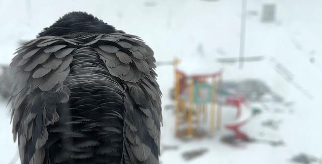 Y&uuml;ksekova nisan ayında karla kaplandı 2