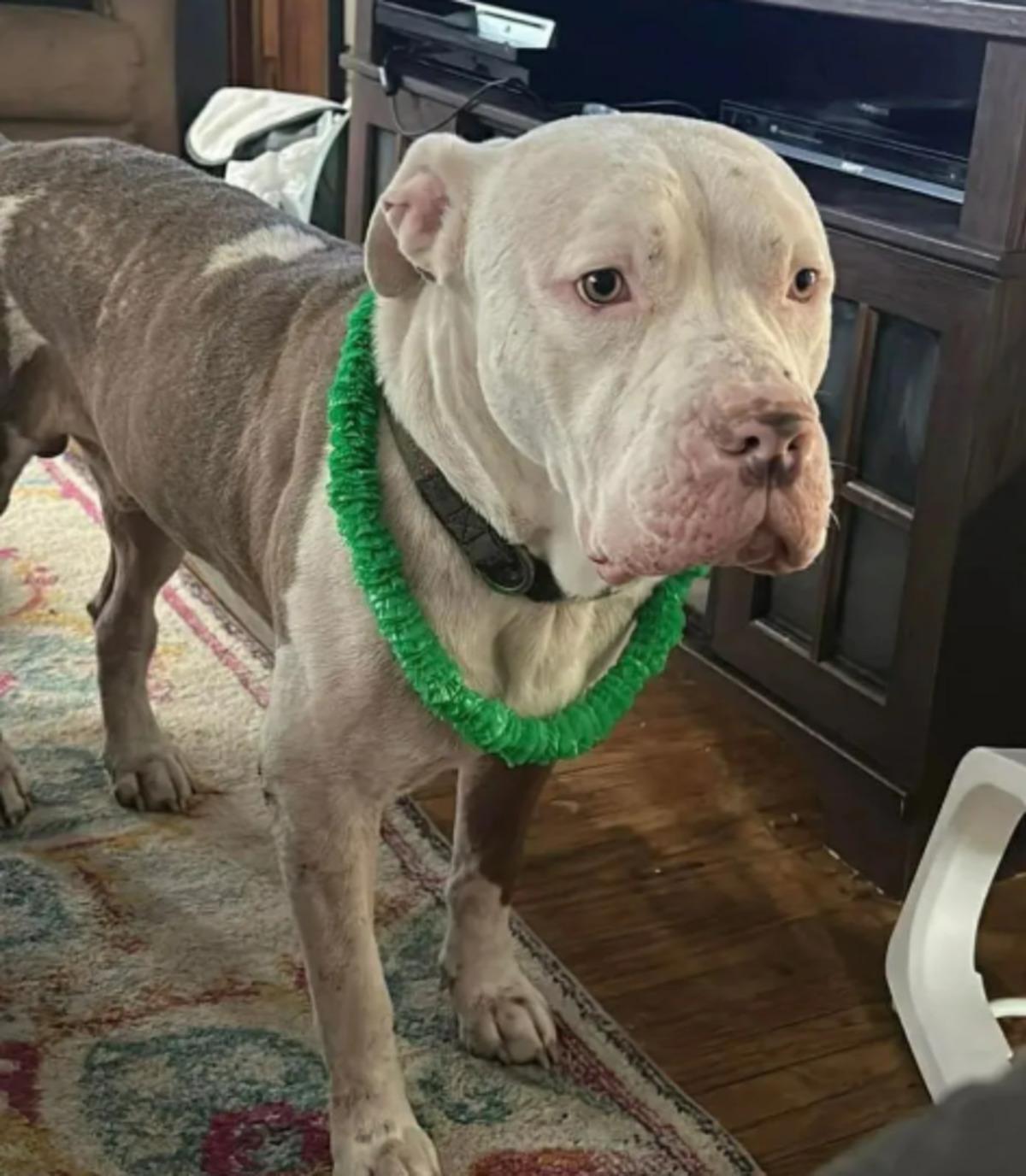 N&ouml;bet ge&ccedil;irirken k&ouml;peği y&uuml;z&uuml;n&uuml; par&ccedil;aladı! 3