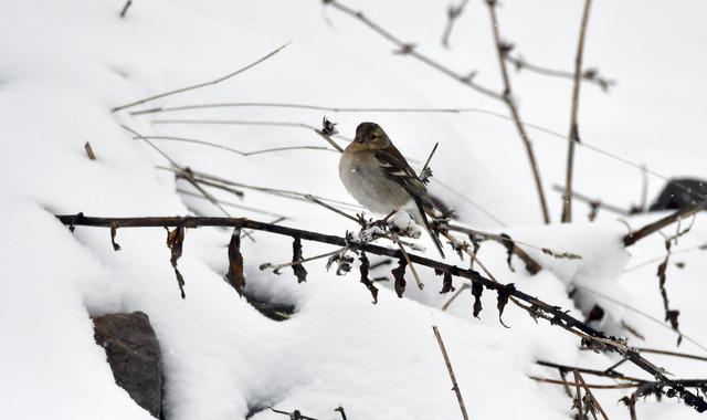 Kars ve Ardahan da kar nedeniyle 38 köy yolu ulaşıma kapandı 5