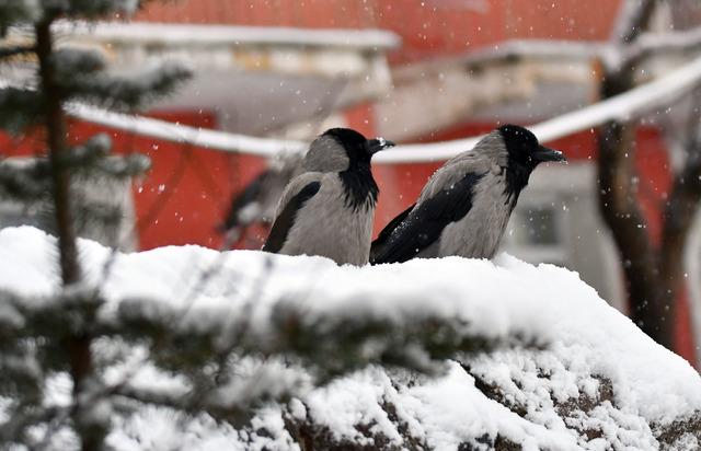 Kars ve Ardahan da kar nedeniyle 38 köy yolu ulaşıma kapandı 4