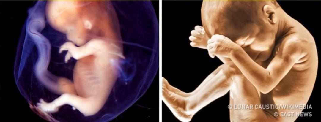 Anne adayları i&ccedil;in hafta hafta gebelik takvimi