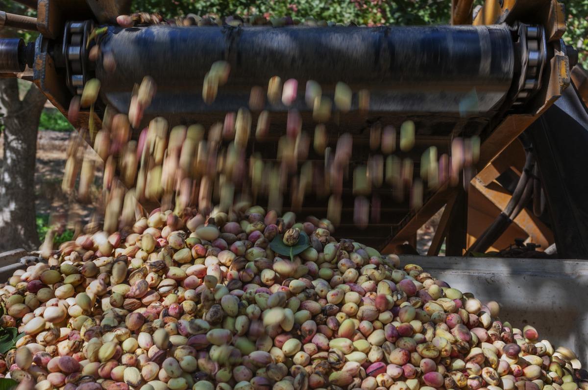 Fıstık fiyatları 8 yılın zirvesine taşındı 1