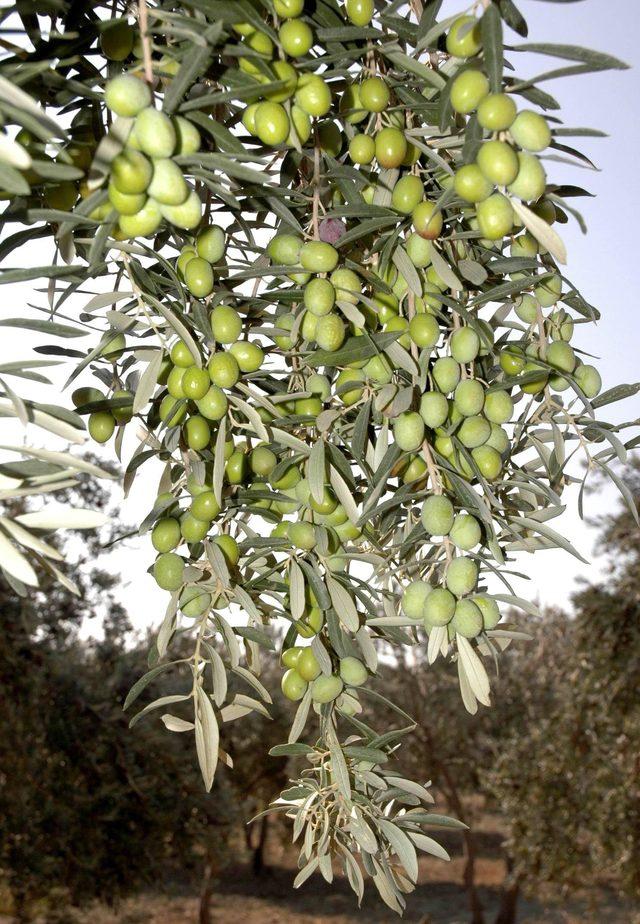 Zeytin ihracatı yüzde 14 artı