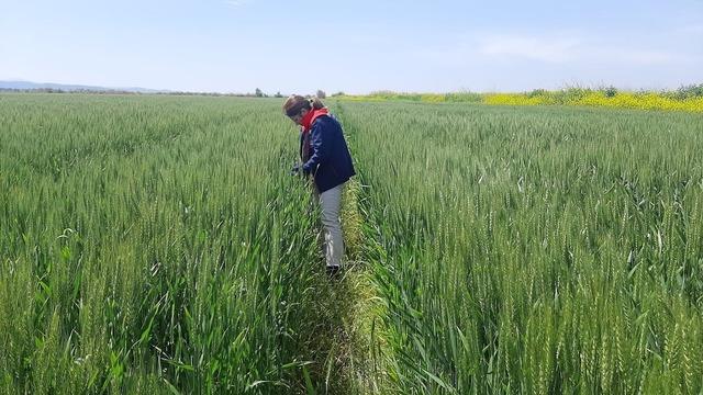 Tarım arazilerinde hastalık ve zararlı denetim mesaisi 4