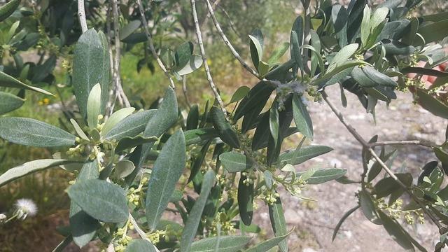 Tarım arazilerinde hastalık ve zararlı denetim mesaisi 3