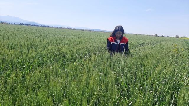 Tarım arazilerinde hastalık ve zararlı denetim mesaisi 2