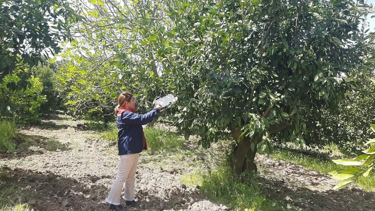 Tarım arazilerinde hastalık ve zararlı denetim mesaisi