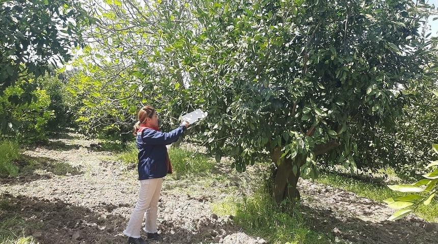 Tarım arazilerinde hastalık ve zararlı denetim mesaisi