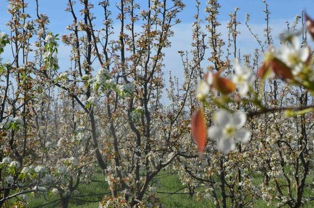 İneg&ouml;l de bahar geldi: Kartpostallık g&ouml;r&uuml;nt&uuml;ler 5