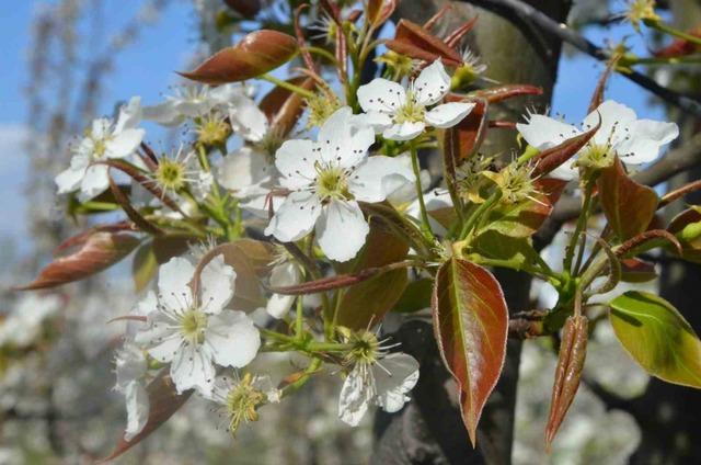 İneg&ouml;l de bahar geldi: Kartpostallık g&ouml;r&uuml;nt&uuml;ler 6