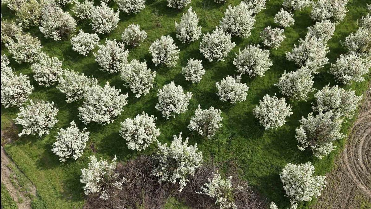 İnegöl'de bahar geldi: Kartpostallık görüntüler