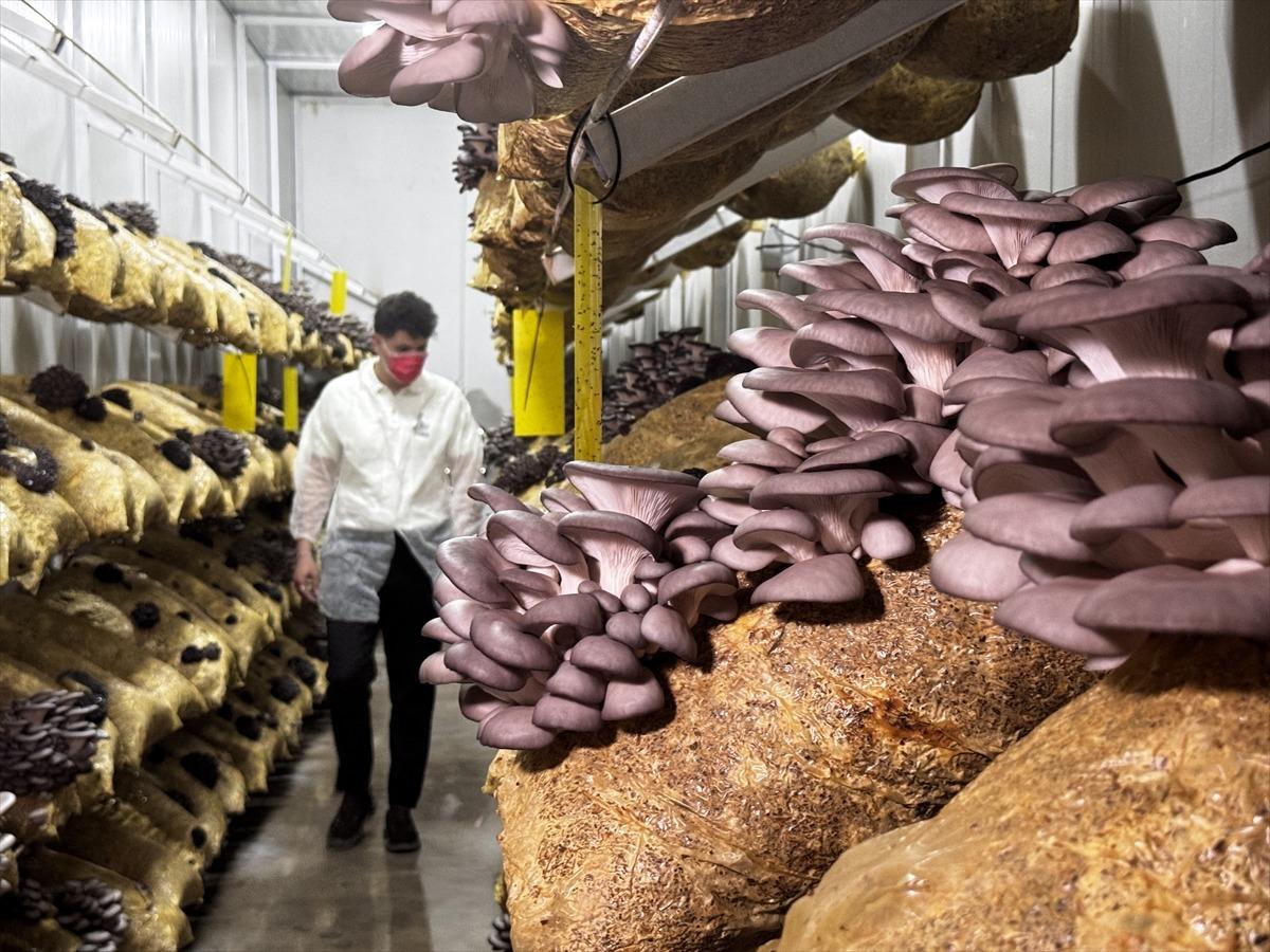 Hobisi olacaktı, tesis kurdu: Talep olunca üretmeye başladı 1