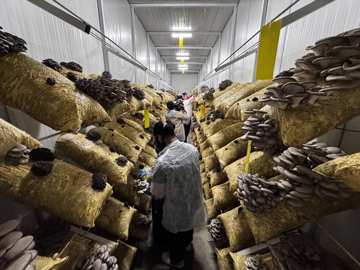 Hobisi olacaktı, tesis kurdu: Talep olunca üretmeye başladı 3