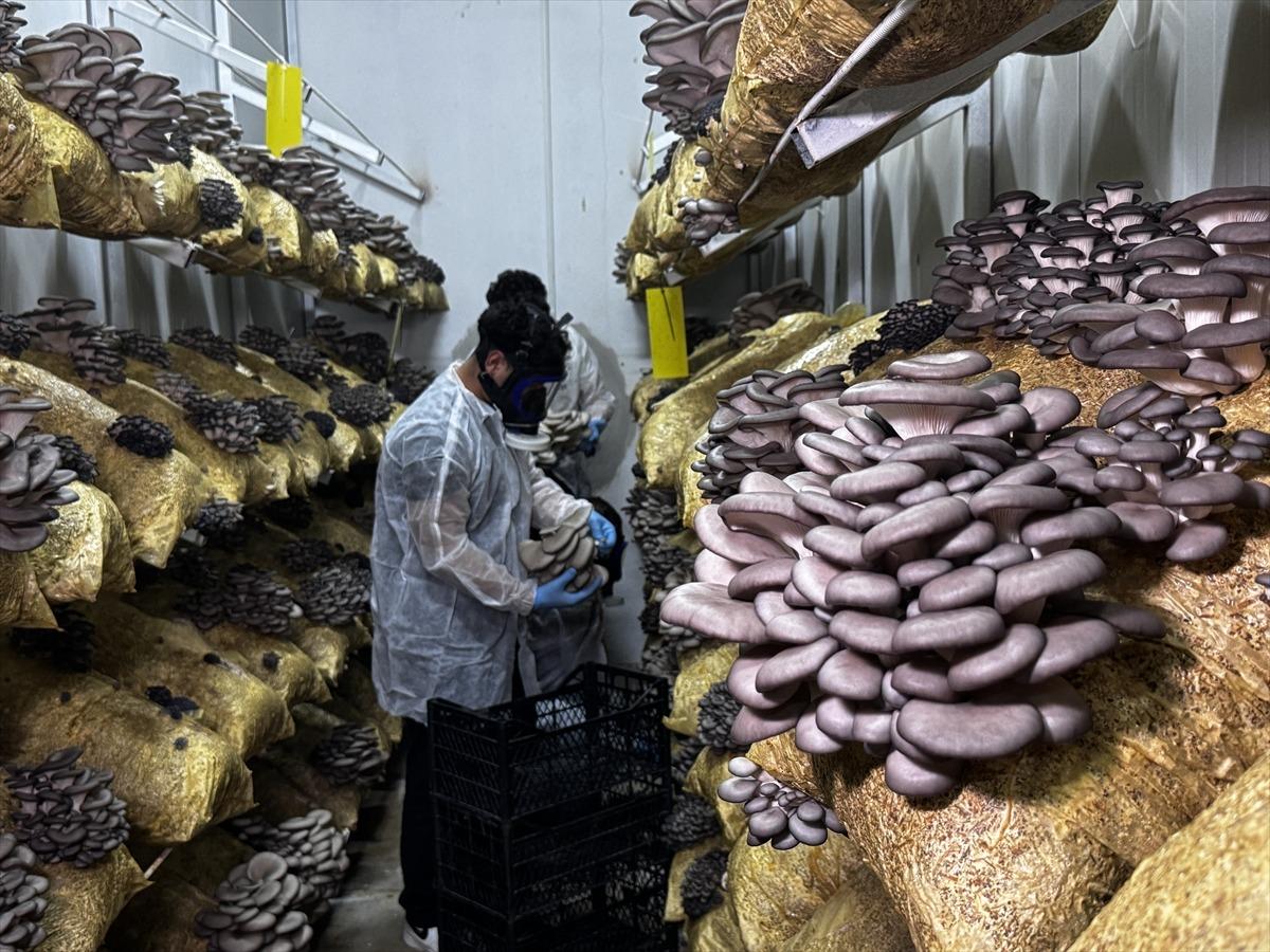 Hobisi olacaktı, tesis kurdu: Talep olunca üretmeye başladı 7