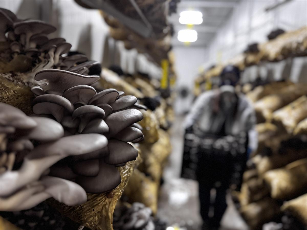 Hobisi olacaktı, tesis kurdu: Talep olunca üretmeye başladı 8