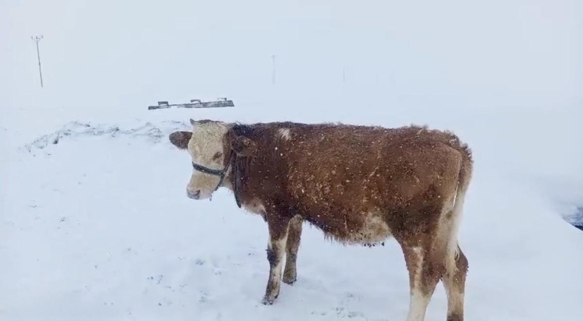 Nisan ortasında şaşırtan manzara! Kar kalınlığı insan boyunu aştı 3