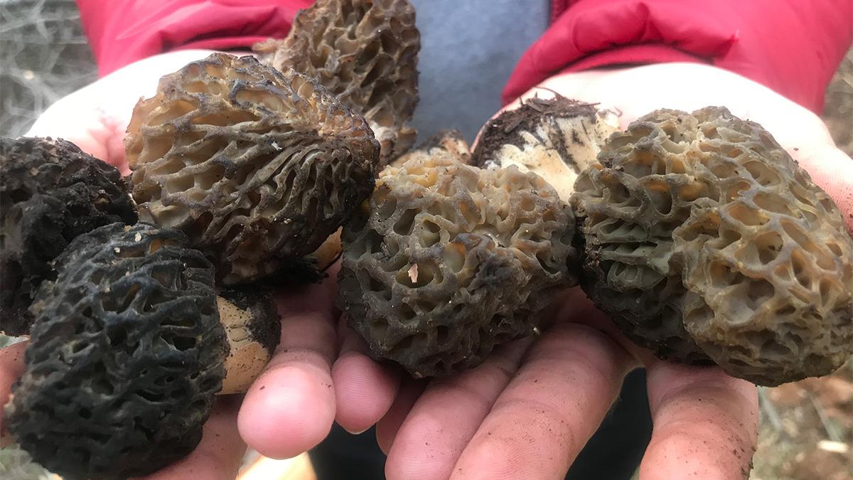 Bin 800 rakımlı dağlardan toplanıyor