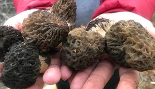 Bin 800 rakımlı dağlardan toplanıyor