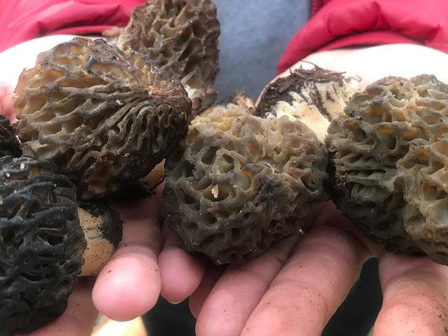 Altın kadar değerli! Bin 800 rakımlı dağlardan toplanıyor