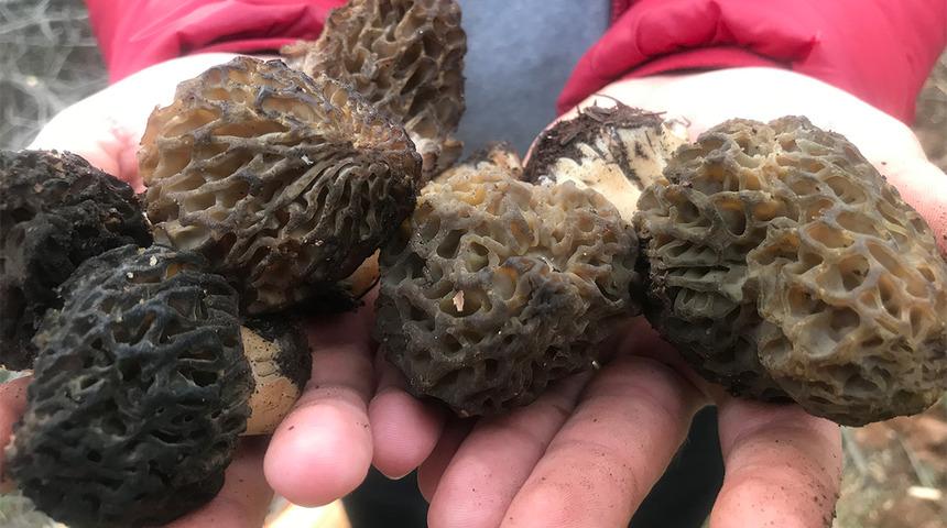 Altın kadar değerli! Doğada kendiliğinden yetişip 1 ay i&ccedil;erisinde toplanıyor