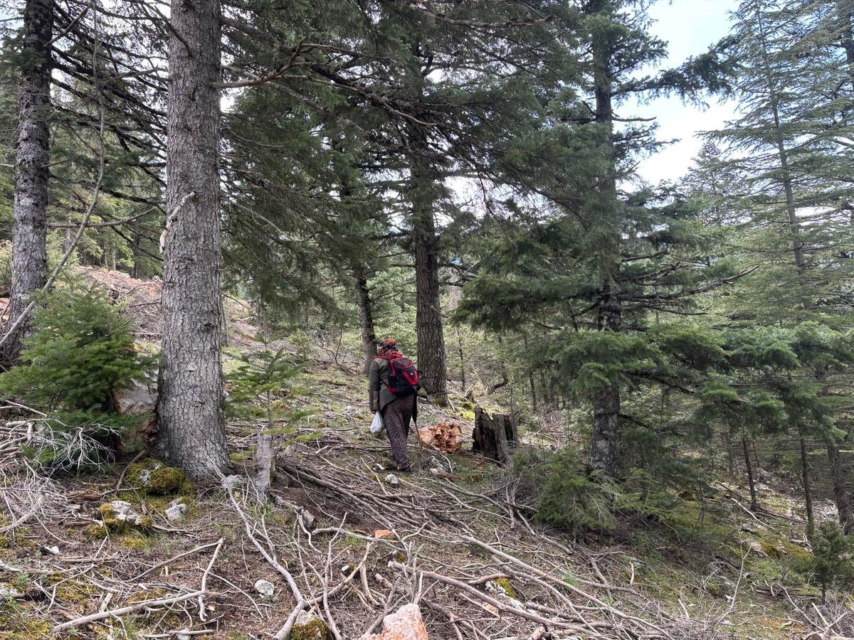 Altın kadar değerli! Doğada kendiliğinden yetişip 1 ay içerisinde toplanıyor 4