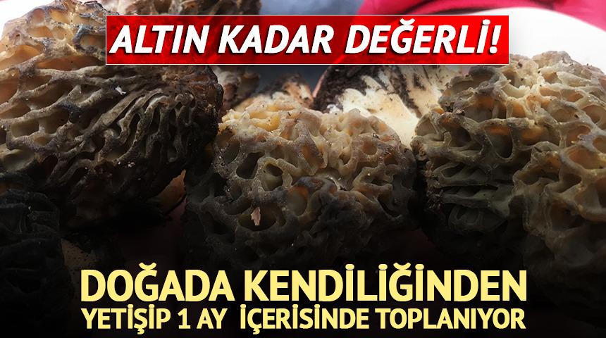 Bin 800 rakımlı dağlardan toplanıyor