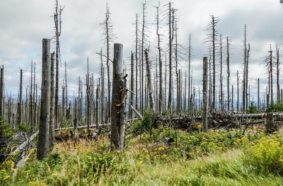 Değişen dünyaya uyum sağlamak: İklim krizine adaptasyon 1