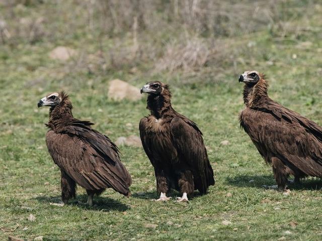 D&uuml;nyanın en nadir t&uuml;rlerinden biri Ankara'da g&ouml;r&uuml;nt&uuml;lendi! 