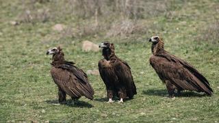 Dünyanın en nadir türlerinden biri Ankara'da görüntülendi! Gören dönüp bir daha baktı