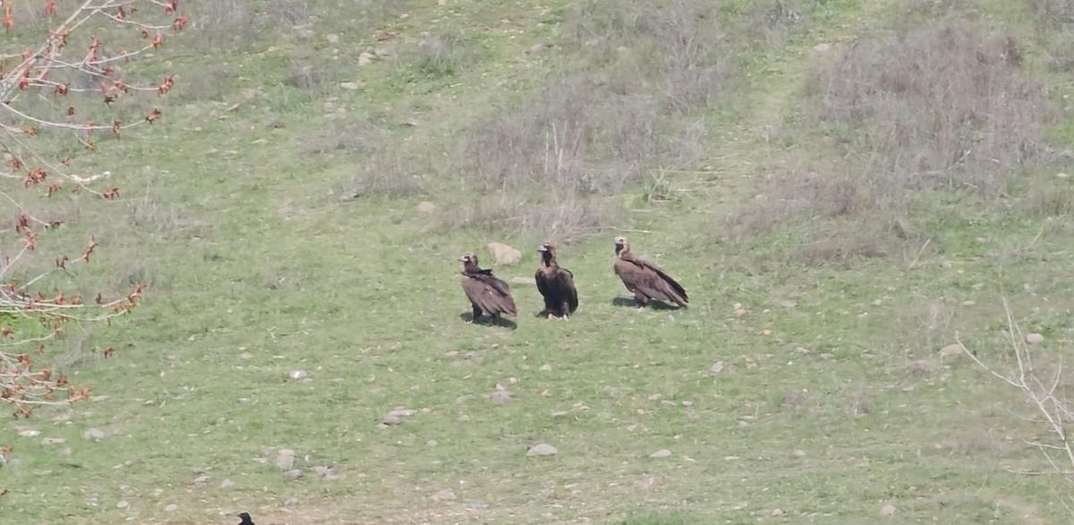D&uuml;nyanın en nadir t&uuml;rlerinden biri Ankara da g&ouml;r&uuml;nt&uuml;lendi! G&ouml;ren d&ouml;n&uuml;p bir daha baktı 1