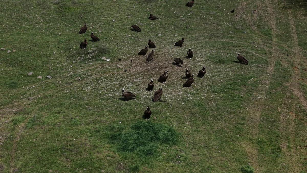 D&uuml;nyanın en nadir t&uuml;rlerinden biri Ankara da g&ouml;r&uuml;nt&uuml;lendi! G&ouml;ren d&ouml;n&uuml;p bir daha baktı 2
