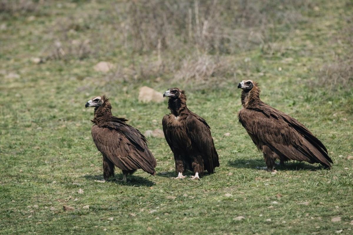 D&uuml;nyanın en nadir t&uuml;rlerinden biri Ankara da g&ouml;r&uuml;nt&uuml;lendi! G&ouml;ren d&ouml;n&uuml;p bir daha baktı 3