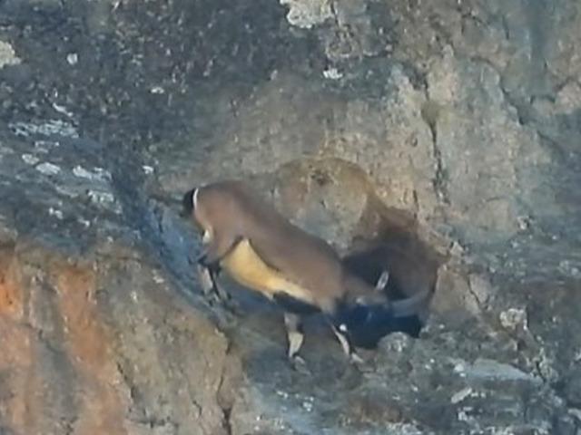 Dev boynuzları engel olmadı: Dar mağaraya b&ouml;yle girdi